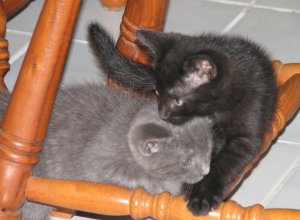 gray and black kittens