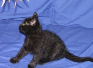 kitten and feather