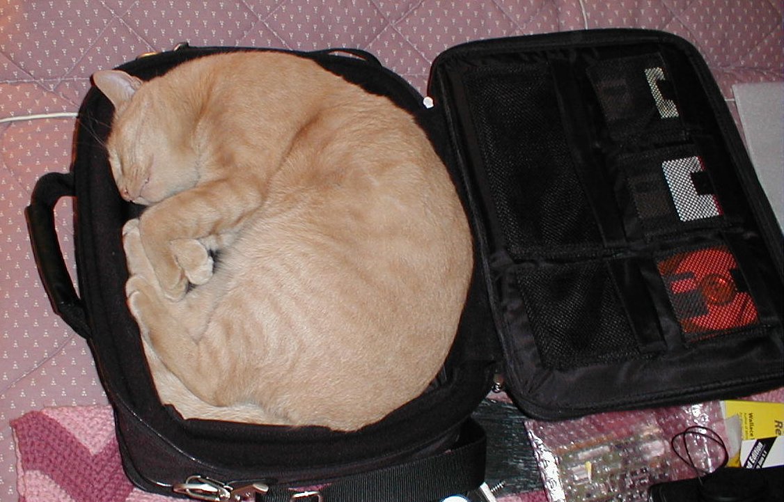 cat in case